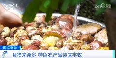 小小的出头、张开伞
